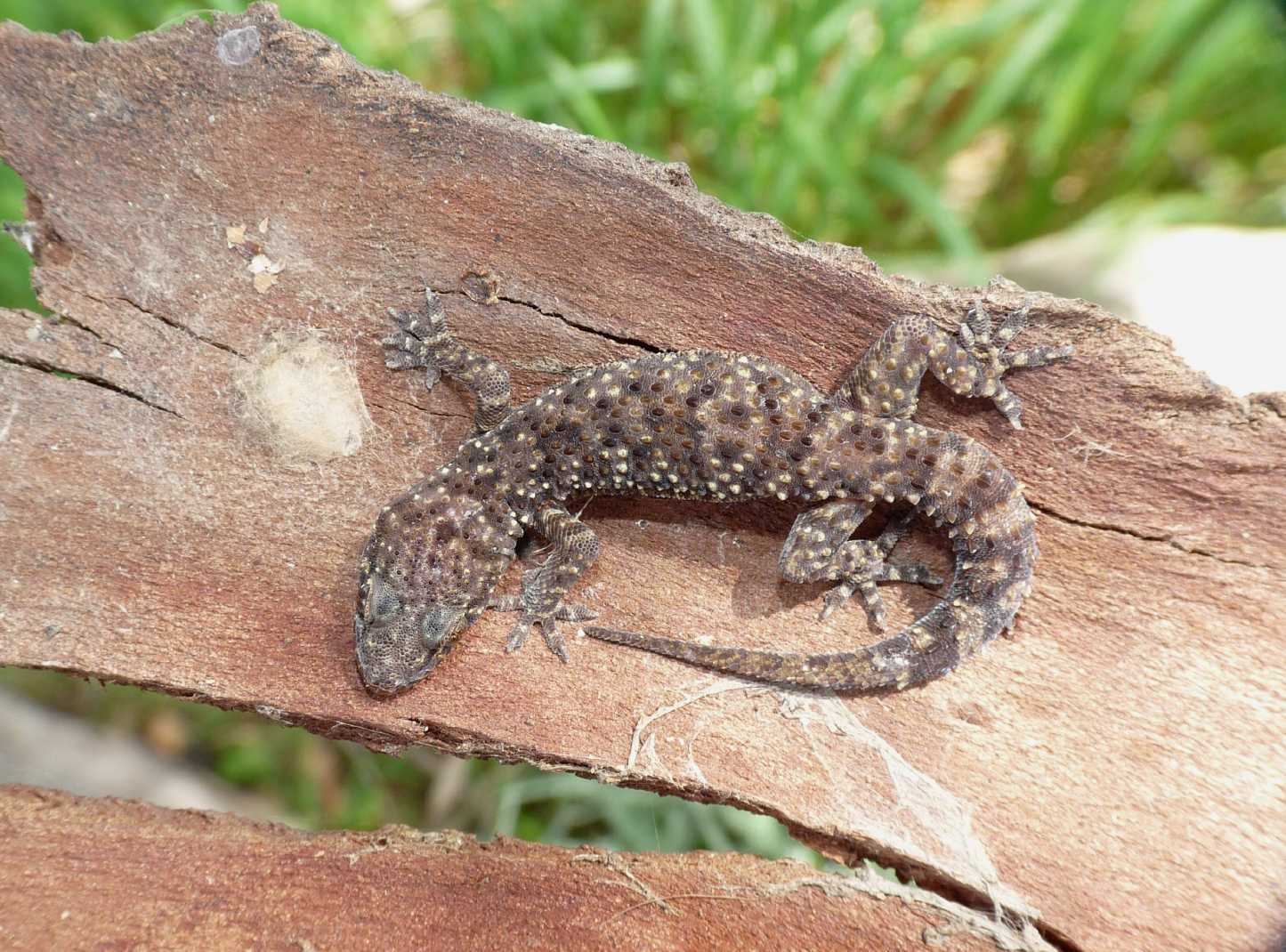 Geko sotto la corteccia.